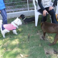 2014_05045-2もも、さら、さき、ゆずちゃん