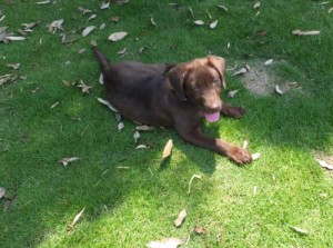 2014_05315-24ララちゃん