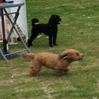 2014_05125-9ウルーカール君