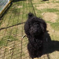 2014_05185-14かげつくん