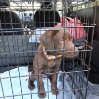 2014_05195-15ララちゃん2