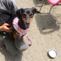 2014_05095-7ハナちゃん