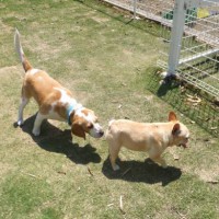 2014_05105-8ムサシ君ギャルちゃん