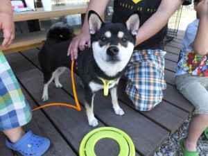 2014_06016-1ここちゃん