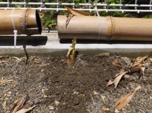 2014_06146-7砂たけのこ