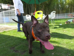 2014_06146-7さらちゃん