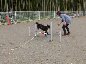 2014_06256-14さくらちゃんハードル