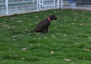 2014_06296-16ララちゃん