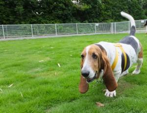 2014_06276-15マロンちゃん