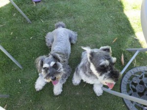 2014_06146-7ルナメーテル