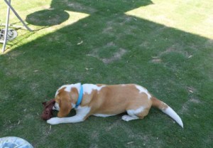 2014_06016-1むさしくん