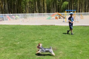 2014_06146-7ヨッシー