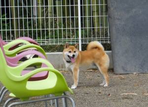 2014_06276-15るりちゃん