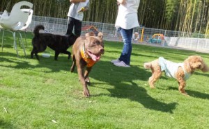 2014_06146-7サラさくらももちゃん