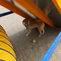 2014_06036-2るりちゃん２