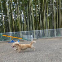 2014_06146-7ハナちゃん