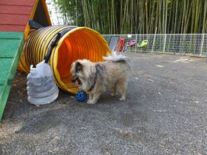 2014_06146-7ぽんちゃん