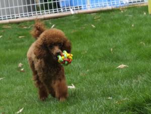 2014_06306-17クレアちゃん