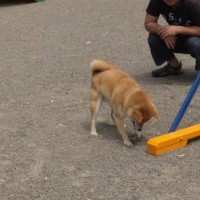 2014_06036-2るりちゃん