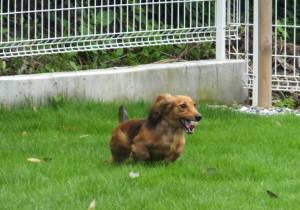 2014_06306-17ルナちゃん