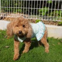 2014_06146-7ももちゃん