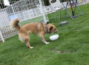 2014_06306-18りんどうちゃん