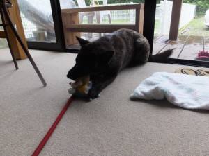 2014_06296-16さくら２