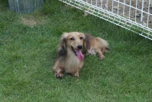 2014_07307-30りりぃちゃん