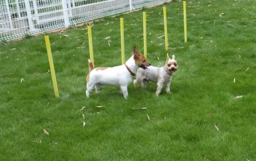 2014_07217-21チャッピーしんちゃん