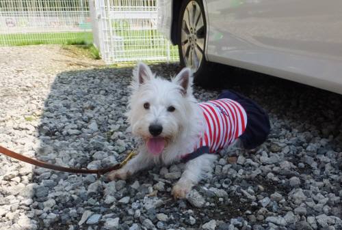 2014_07227-22ももちゃん