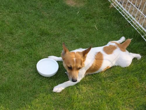 2014_07297-29チャッピー2