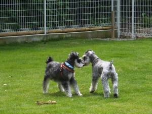 2014_07097-12まるちゃんぎんが