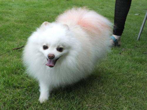 2014_07267-26メリーさん