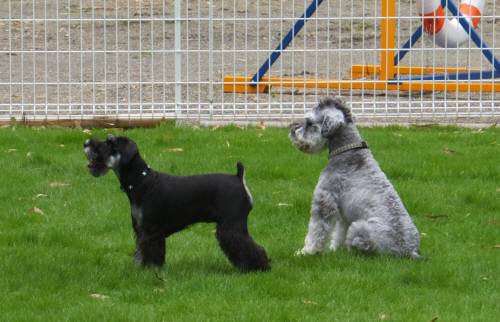 2014_07217-21ギンガルネア