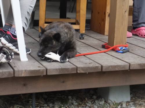 2014_07227-22さくらちゃん2