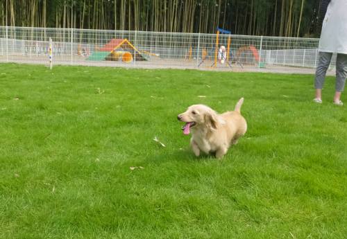 2014_07237-23はなちゃん