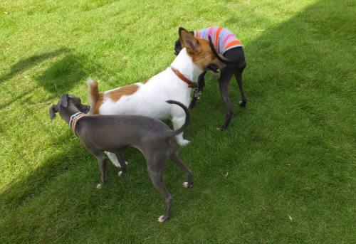 2014_07277-27モネマーブルチャッピー