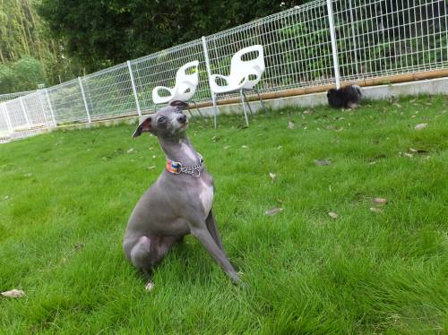 2014_07237-23マーブルちゃん