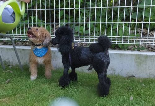 2014_07277-27カールロジャー