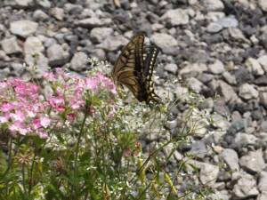 2014_07167-18ちょう2