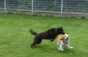 2014_07057-4さくらむさし