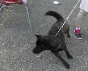 2014_07287-28さくらちゃん