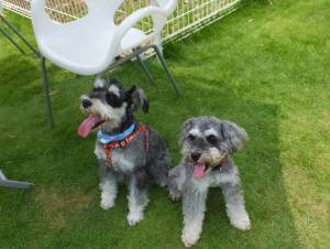 2014_07097-12まるちゃんマーヤ