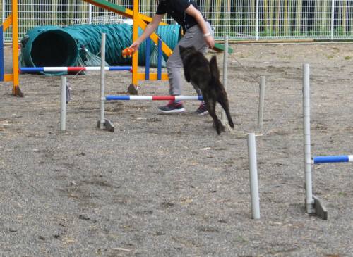 2014_07227-22さくらちゃんジャンプ