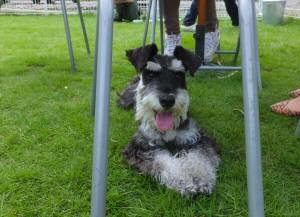 2014_07217-21ムク君