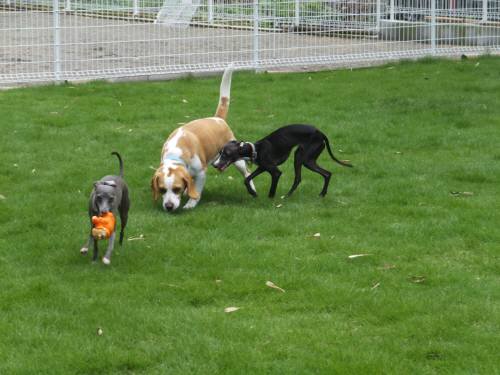 2014_07207-20大人気ゴリラ