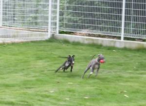 2014_07067-5イタグレ