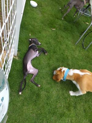 2014_07207-20まいったモネ