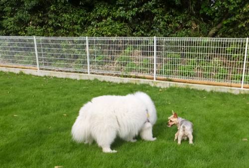 2014_07217-21もなかしんちゃん