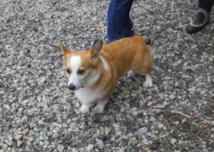 2014_07067-5けんしろう君